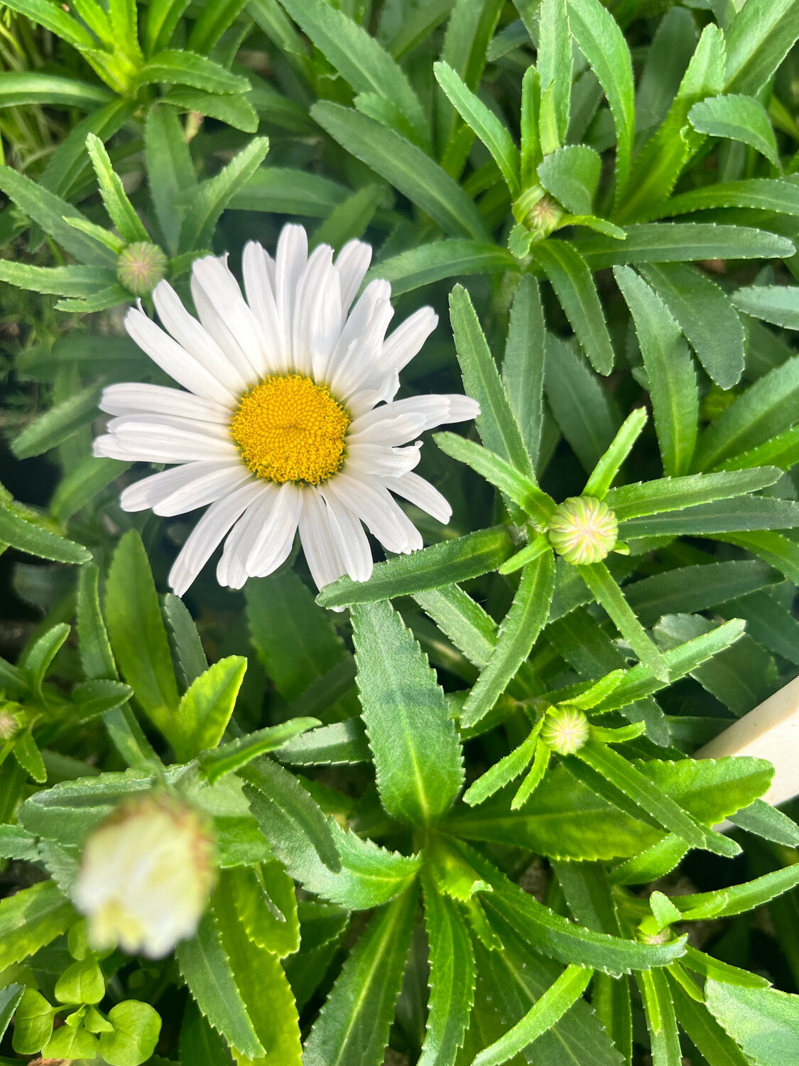 Shasta Daisy