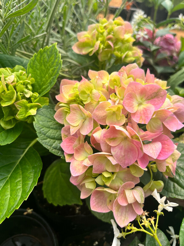 Hydrangea - Pot