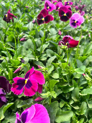 Pansy - Pink Rose Blotch
