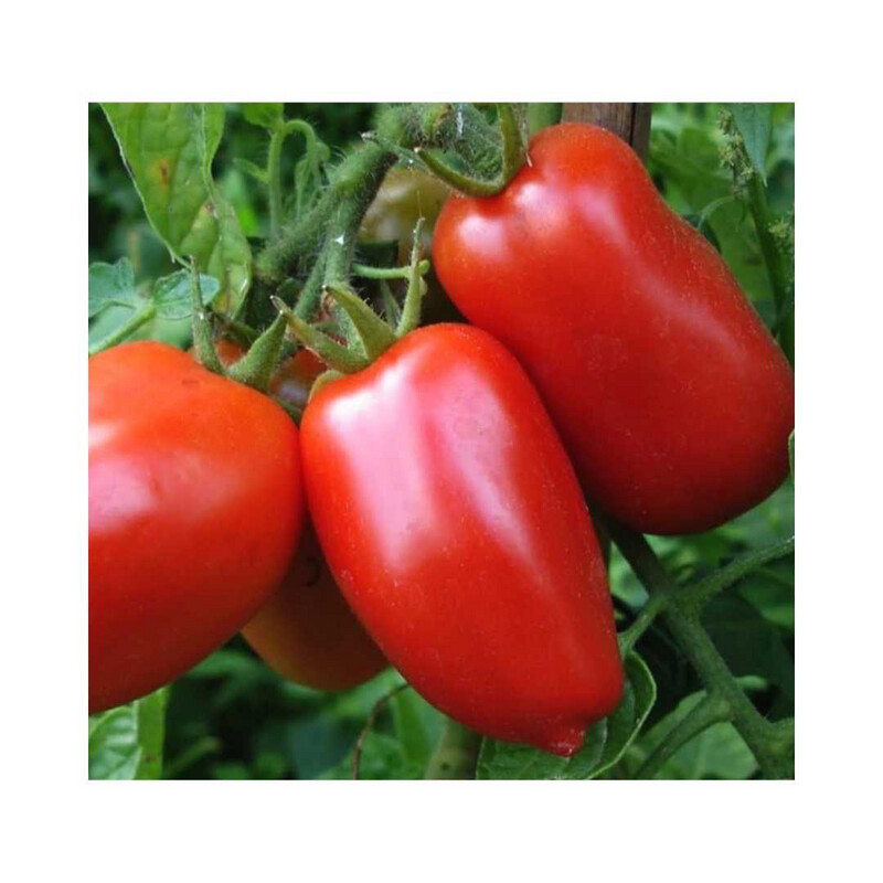 Tomato - Roma (processing)