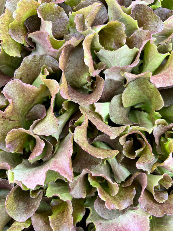 Lettuce - Butter (red) Skyphos