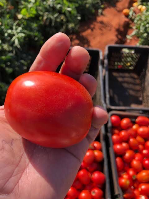 Tomato - HTX 14 (processing)