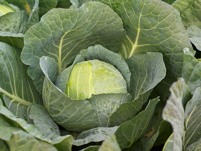 Cabbage - (Fabiola)