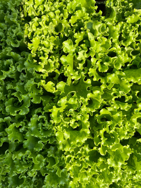 Lettuce - Wildebeast