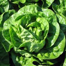 Lettuce - Ofelia Butter Lettuce