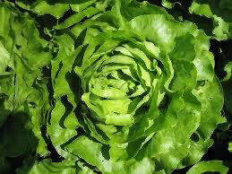 Lettuce - Butter (Arletti)