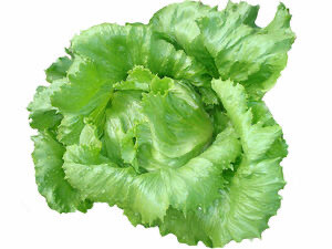 Iceberg Lettuce Head