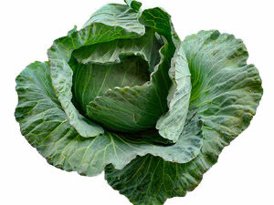 Cabbage- Star 3316