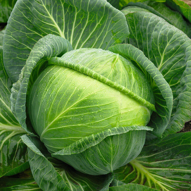 Cabbage - Novoton