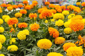 Marigold - Durango Outback Mix