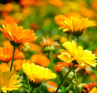 Calendula
