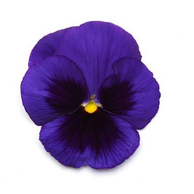 Pansy - Purple (blue Blotch)