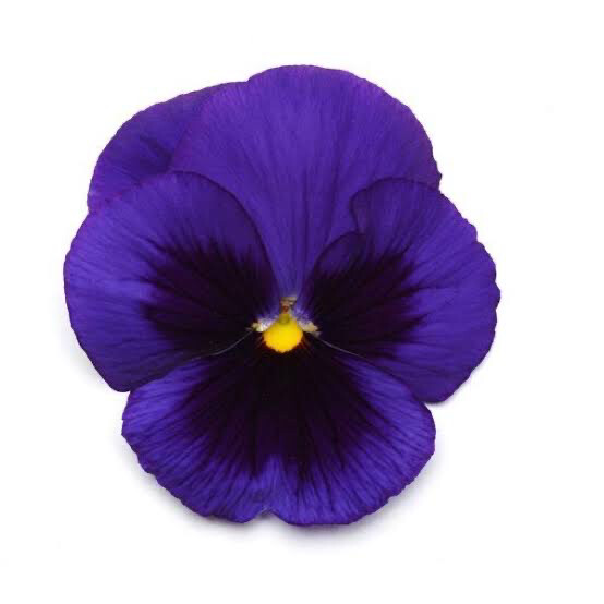 Pansy - Purple (blue Blotch)