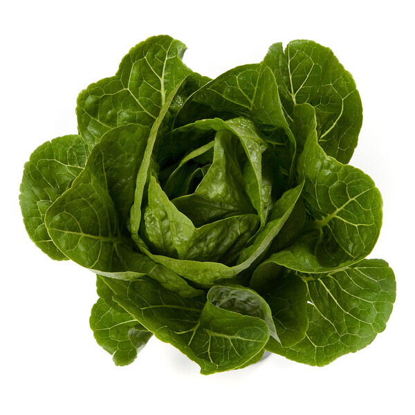 Lettuce - Rafael Green Cos