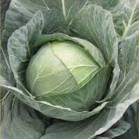 Cabbage - Taurus