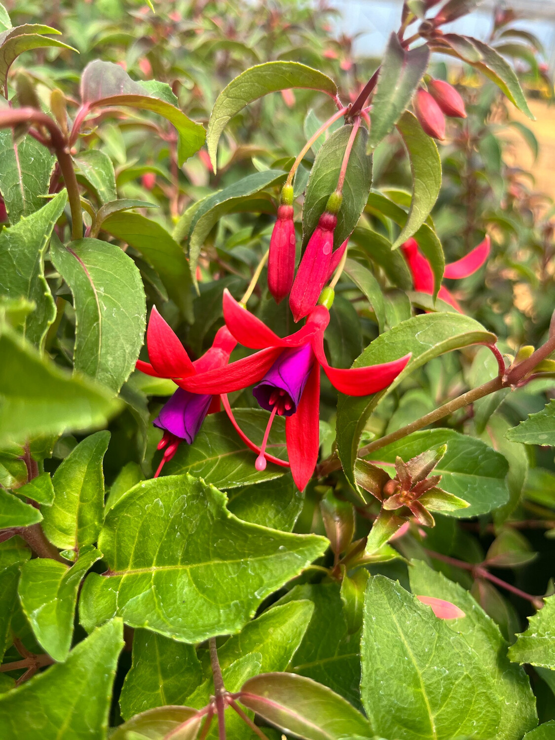 Fuchsia cutting