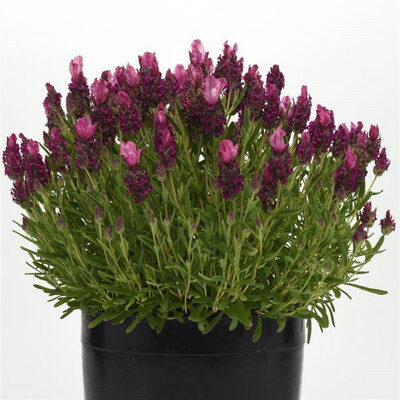 Lavender Bandera (deep Rose)