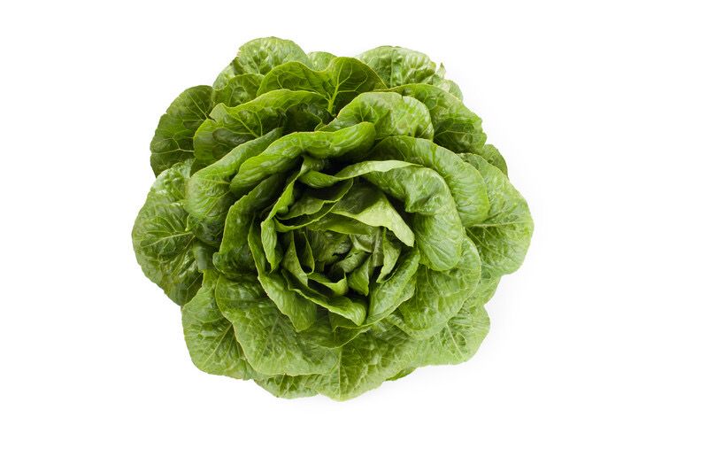 Lettuce - midi cos - Claudius