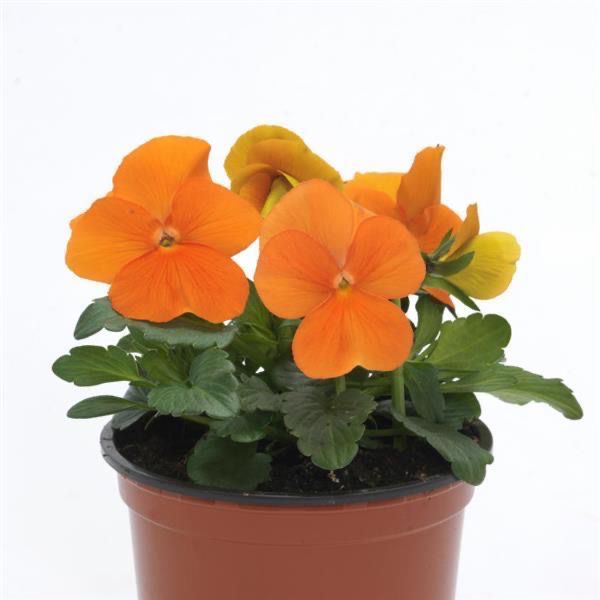 Viola - Orange XP