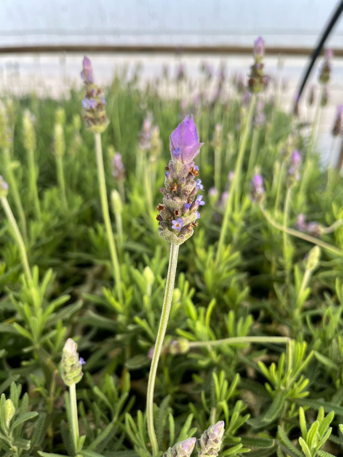 Lavender - Deep Purple Variety