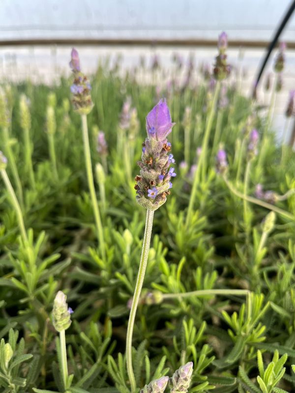 Lavender - Deep Purple Variety