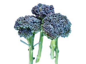 Broccoli - (thin, long stem in 30mm Ellipot)