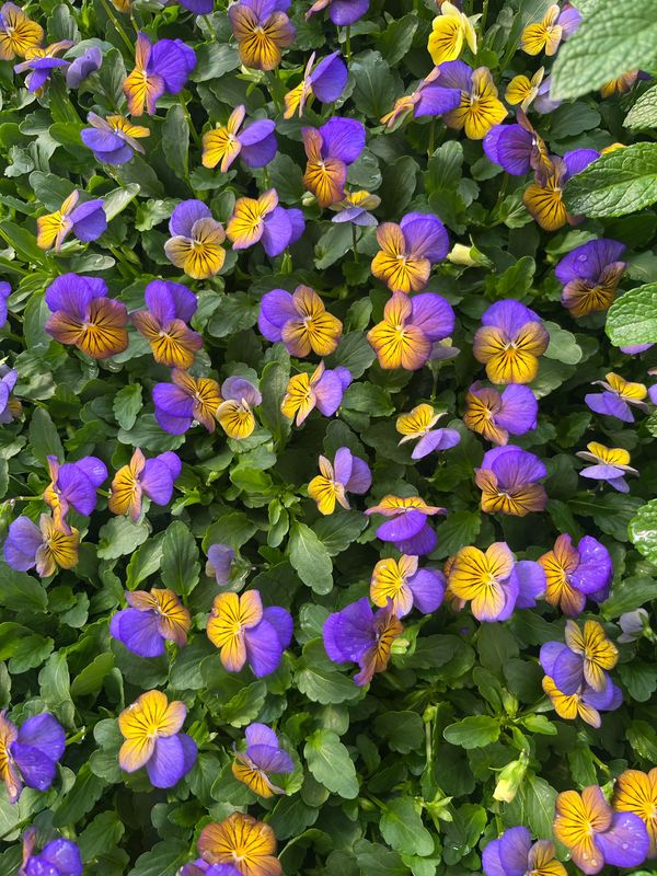 Viola - Sorbet Morpho