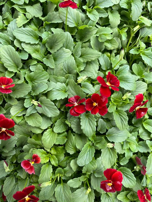 Viola - Sorbet XP Red