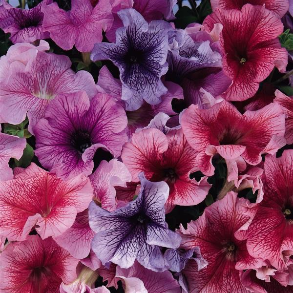Petunia (daddy mix) 