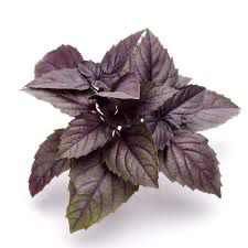 Basil - Red -