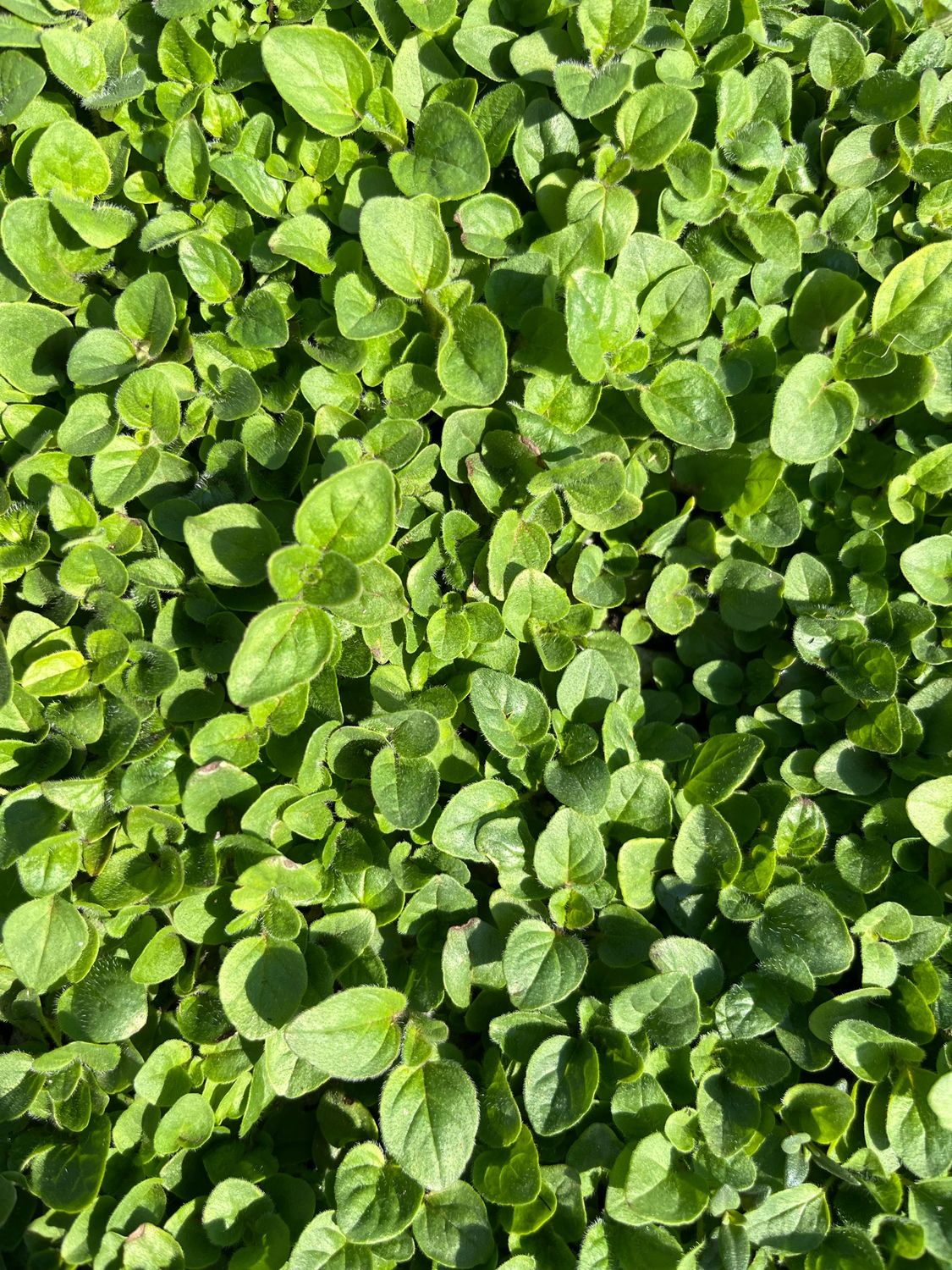 Origano(seedling)