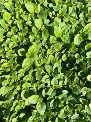 Origano(seedling)