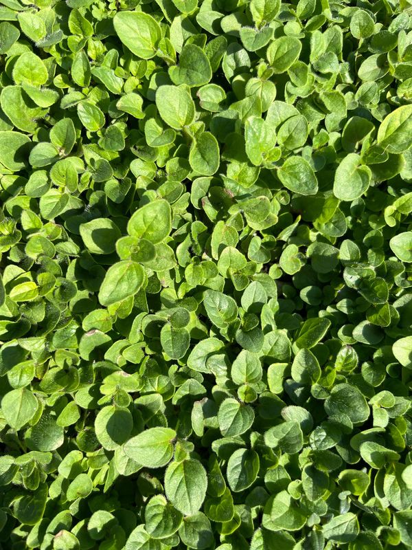 Origano(seedling)