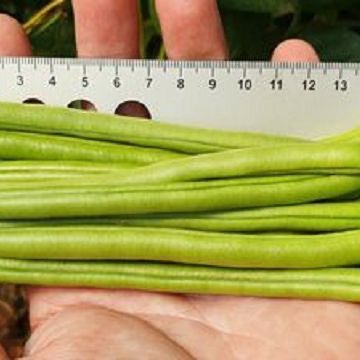 Green Bean - Monty (climbing Bean)