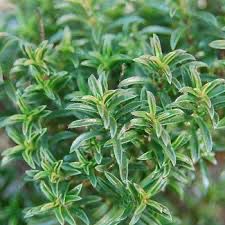 Winter Savory (Cutting)