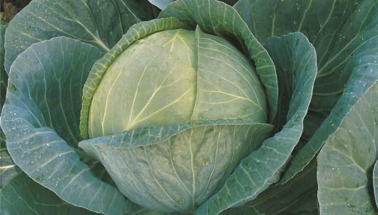 Cabbage - Megaton
