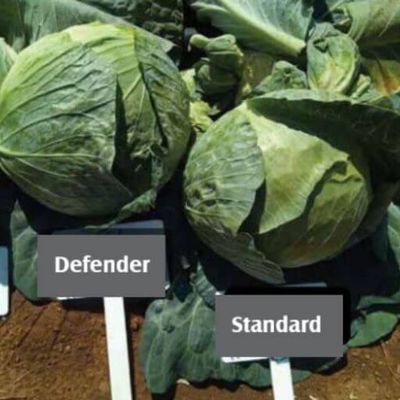 Cabbage - Defender F1
