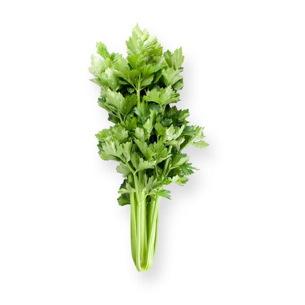 Celery - Ellepot (Stetham)