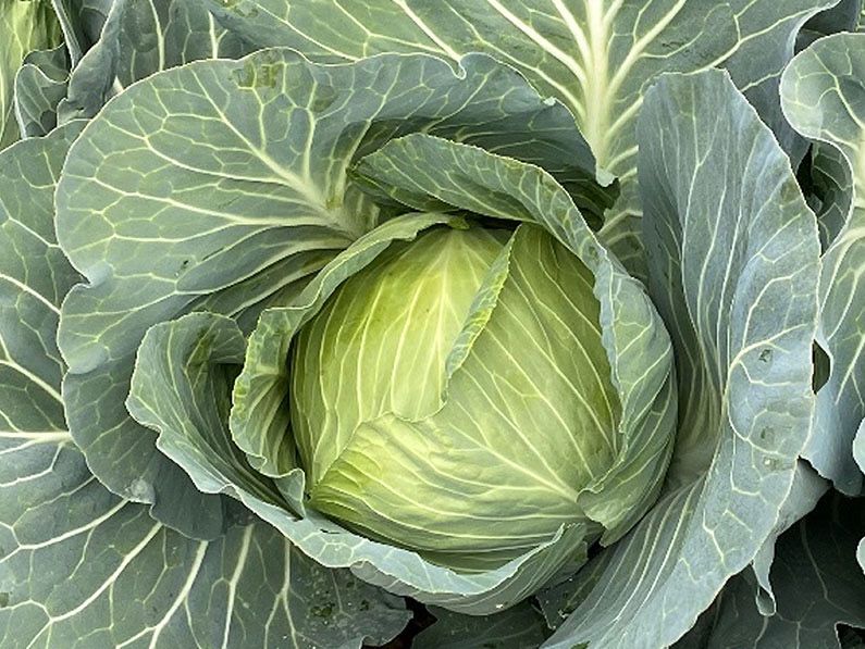 Cabbage - Accord (Ellipot)