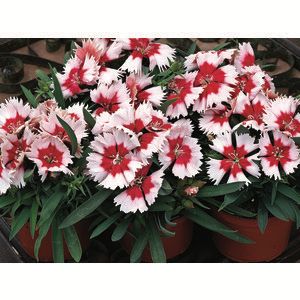 Dianthus - Parfait Red Peppermint (Ellepot)
