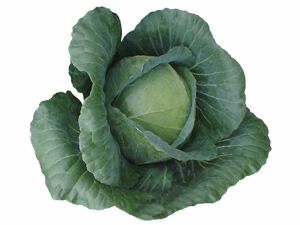 Cabbage - Green Coronet
