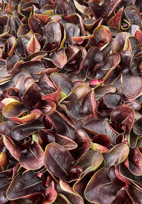Lettuce - Radicchio