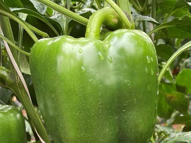 Pepper - Momentum (green to Red)