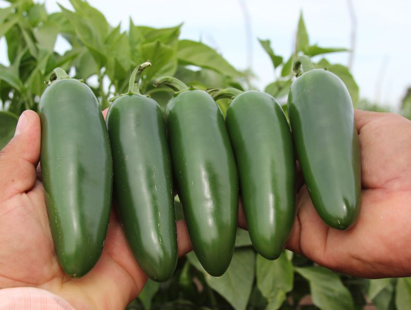 Jalapeño-Dante