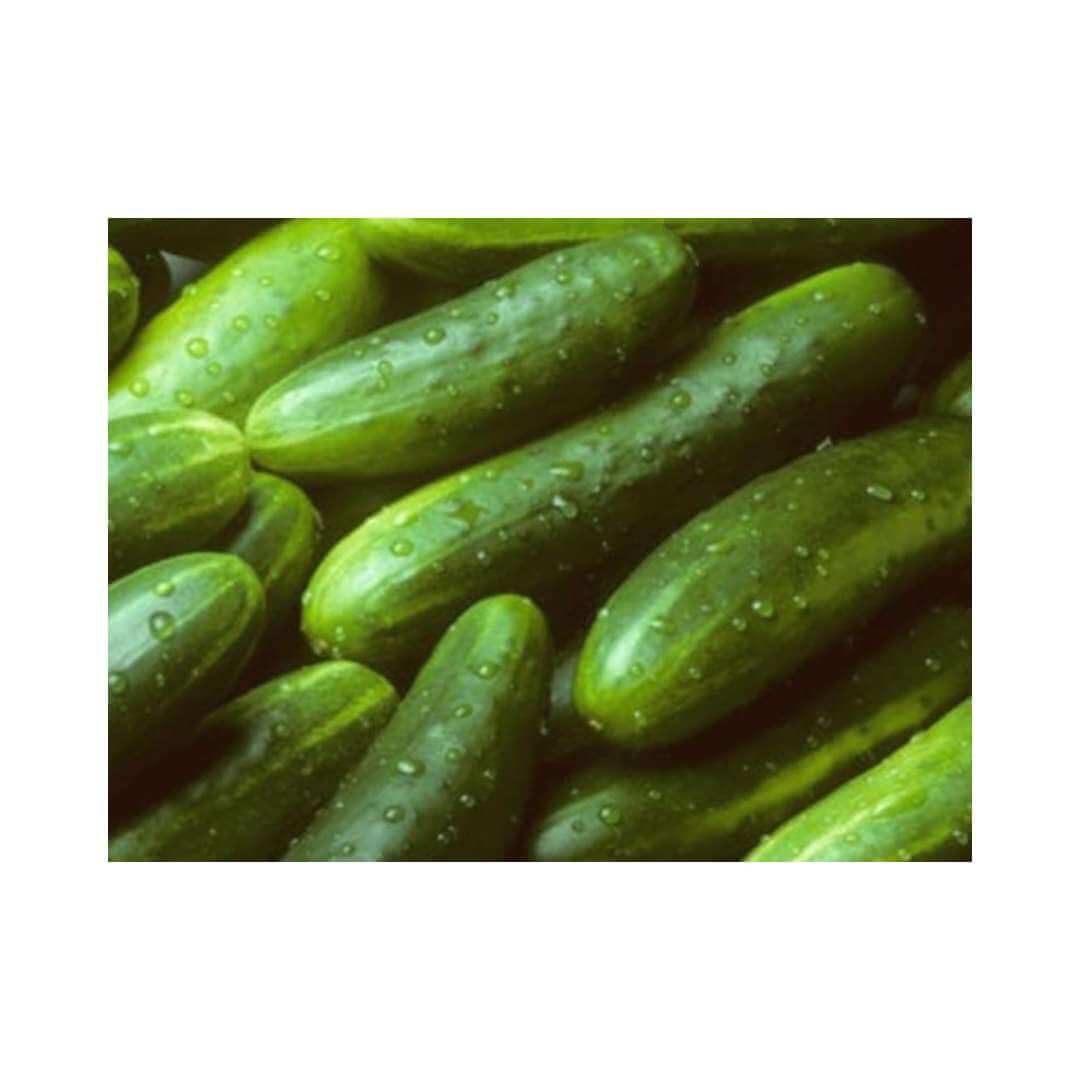 Cucumber - Rust