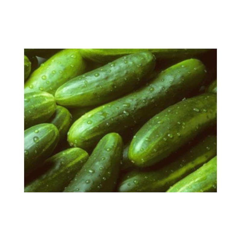 Cucumber - Rust