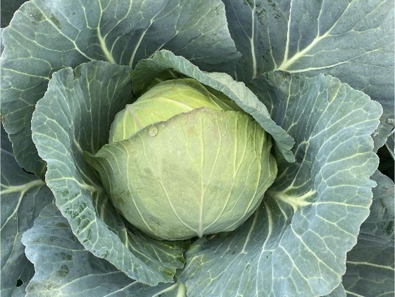 Cabbage - Power Slam
