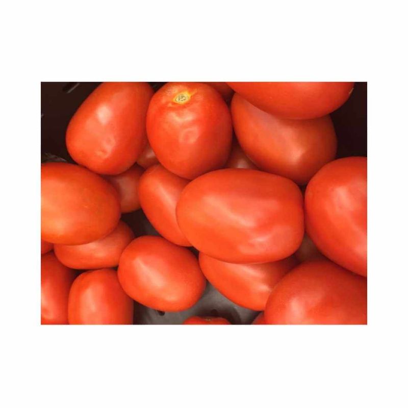 Tomato - Qwanto (processing)