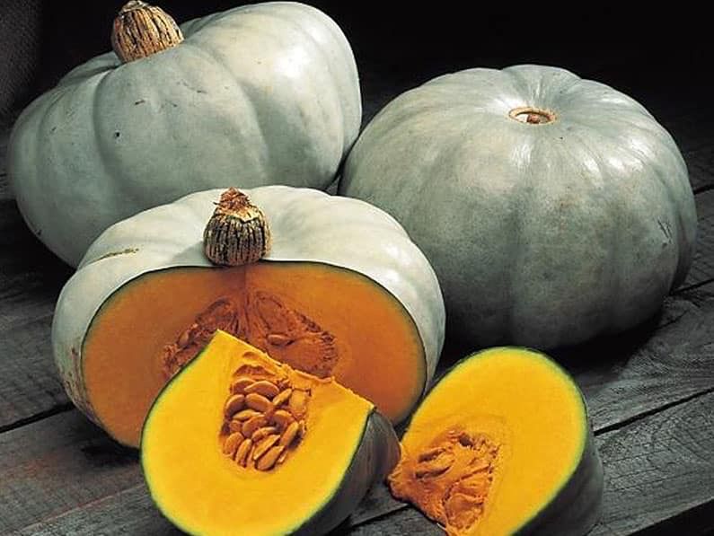 Pumpkin - Nelson