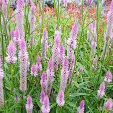 Celosia - Flamingo Feather